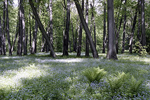 Les fleurs bleues. Spasskoye-Lutovinovo, Russia