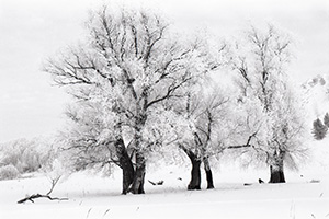 From the series «Winter Perspectives». Abalak, Russia