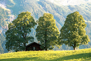 Lodge in the Alps. Grindelwald, Switzerland