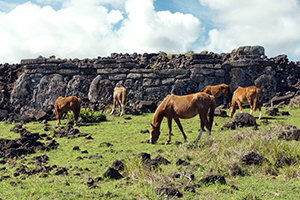 Easter Island Wild Horses. Chile