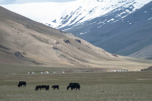 Yaks in Little Tibet. India